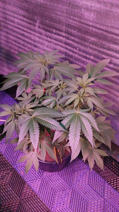 Tropicana Cookies — Colombia 🇨🇴. Week 6