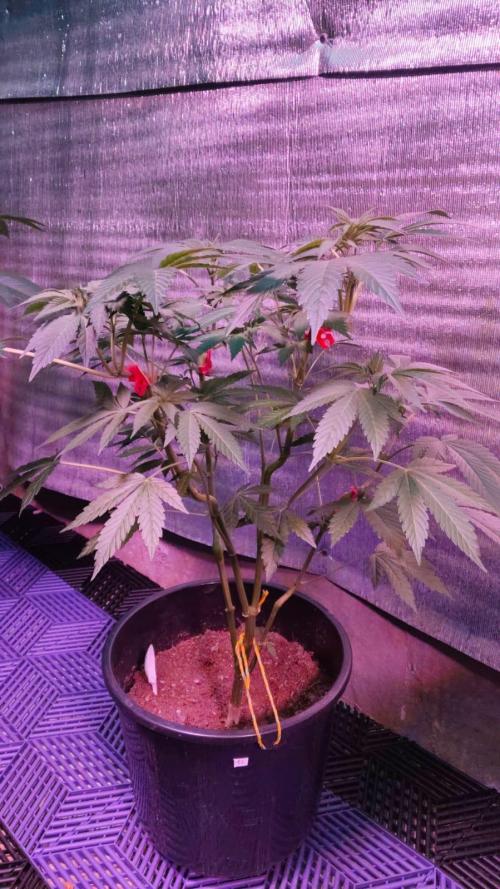 Tropicana Cookies. Week 6