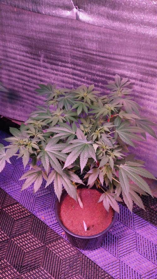 Pilot — Colombia 🇨🇴. Week 6