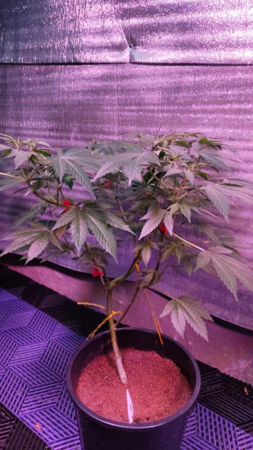 Pilot — Colombia 🇨🇴. Week 6