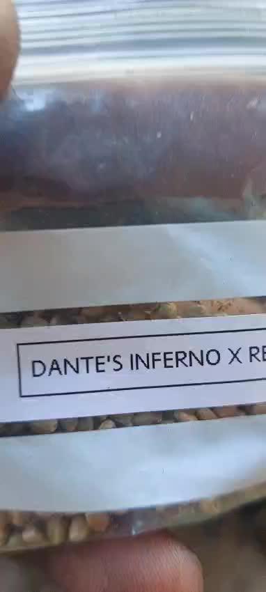 Dante's Inferno x Red Sunshine 🇲🇦