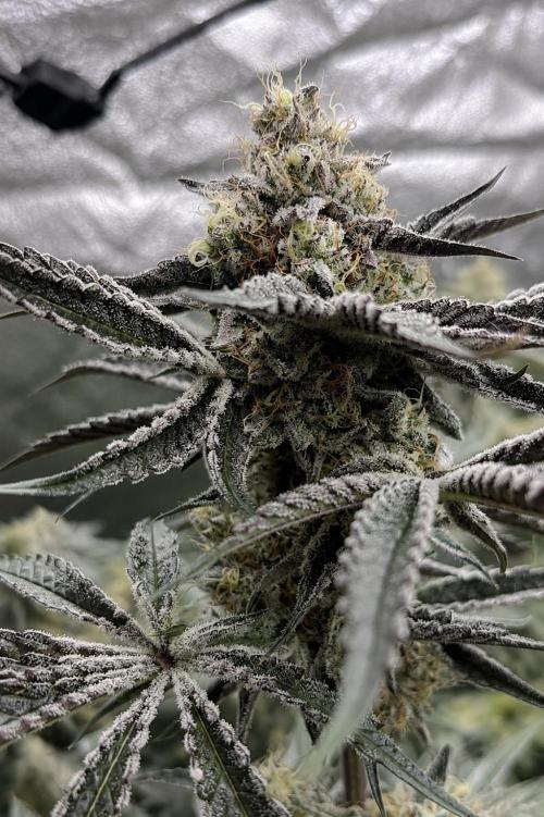 Hokuzan World Breeders X Hidden Group. Week 12