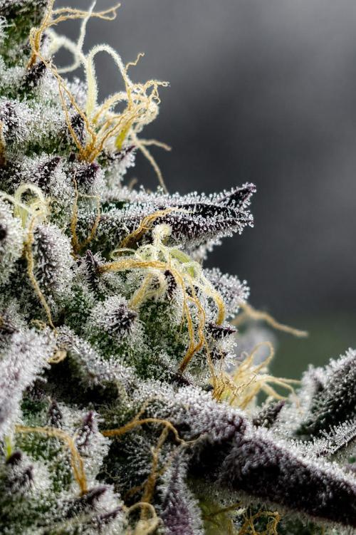 Hokuzan World Breeders X Hidden Group. Week 12