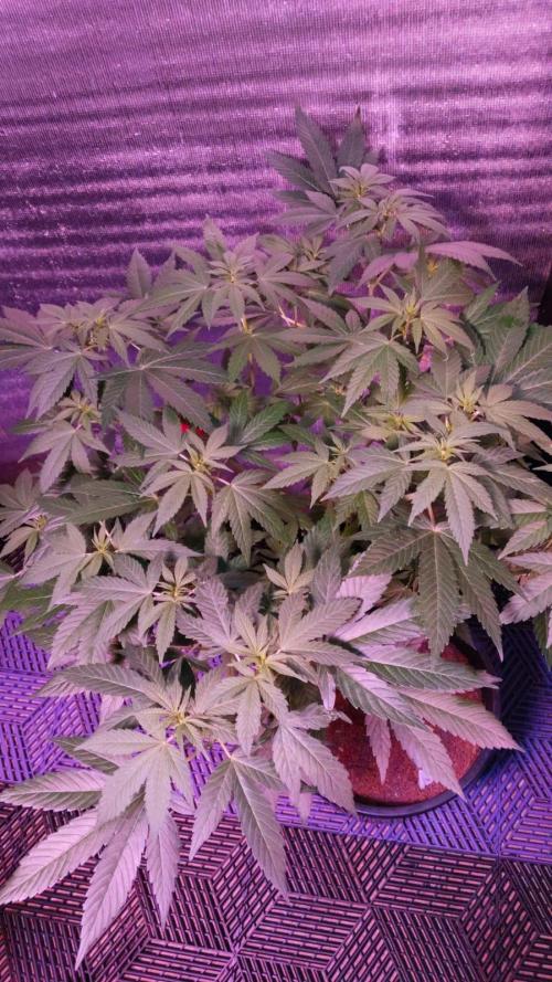Pilot — Colombia 🇨🇴. Week 7