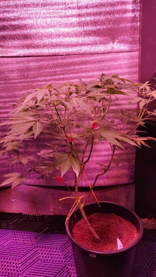 Pilot — Colombia 🇨🇴. Week 7