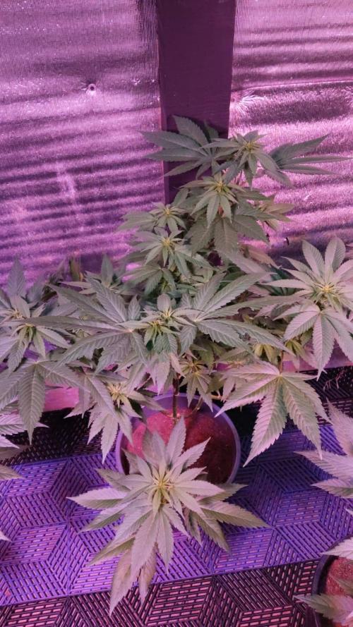 Pink Truffle — Colombia 🇨🇴. Week 7