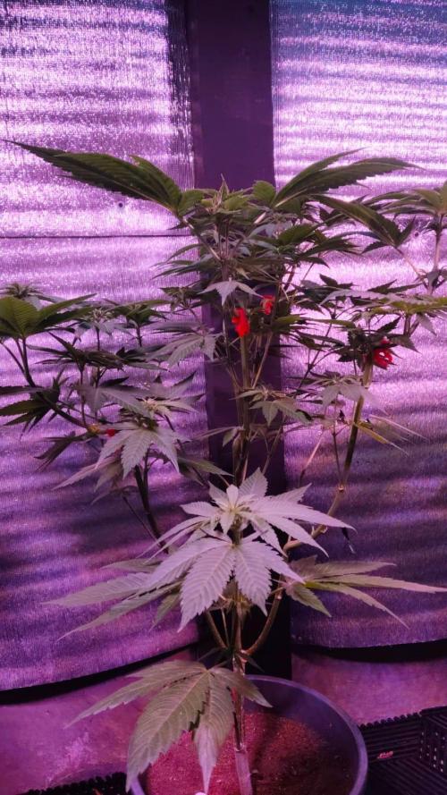 Pink Truffle — Colombia 🇨🇴. Week 7