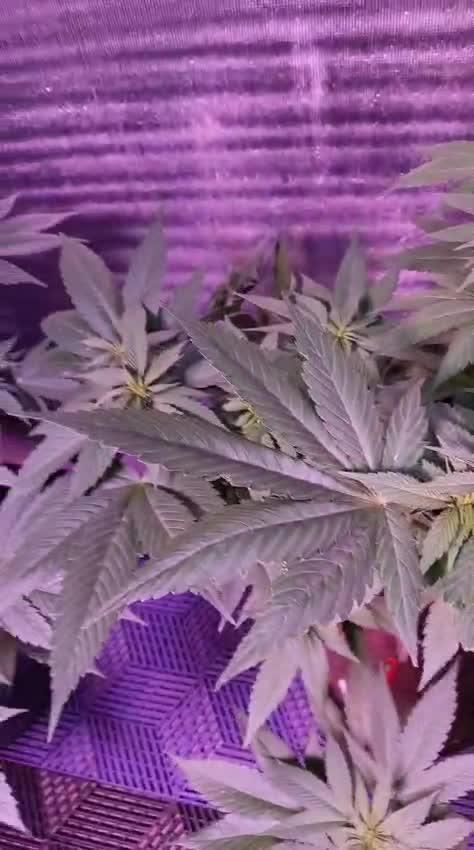 Pink Truffle — Colombia 🇨🇴