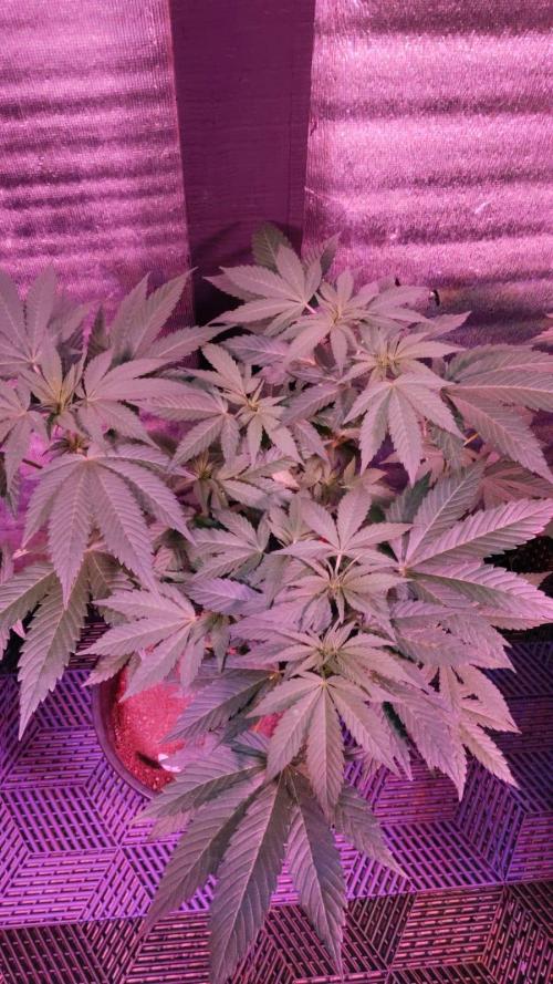 Tropicana Cookies — Colombia 🇨🇴. Week 7