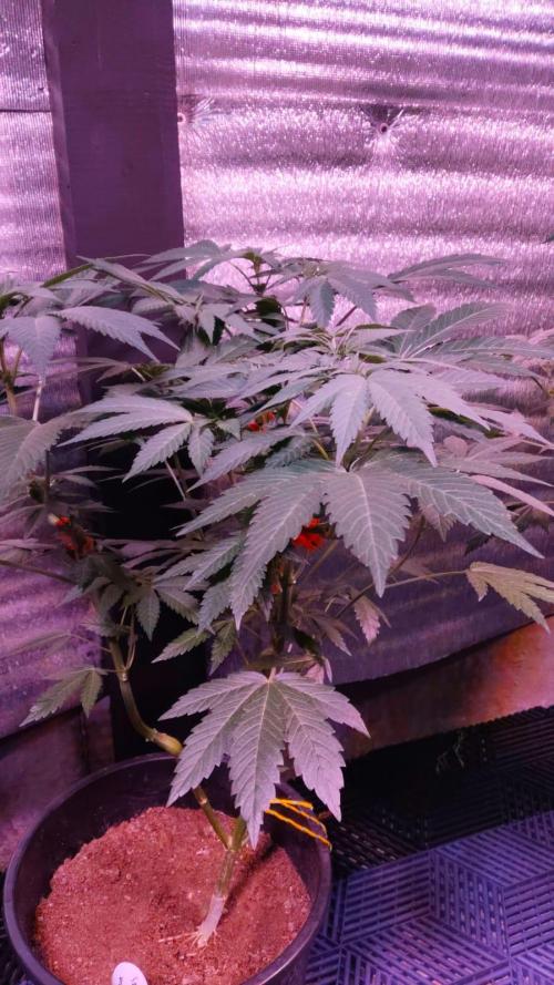 Tropicana Cookies — Colombia 🇨🇴. Week 7
