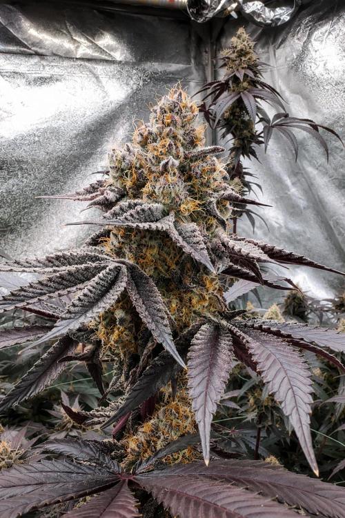 Hokuzan World Breeders X Hidden Group. Week 13