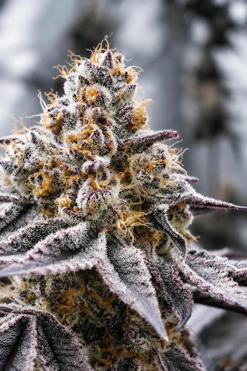 Hokuzan World Breeders X Hidden Group. Week 13