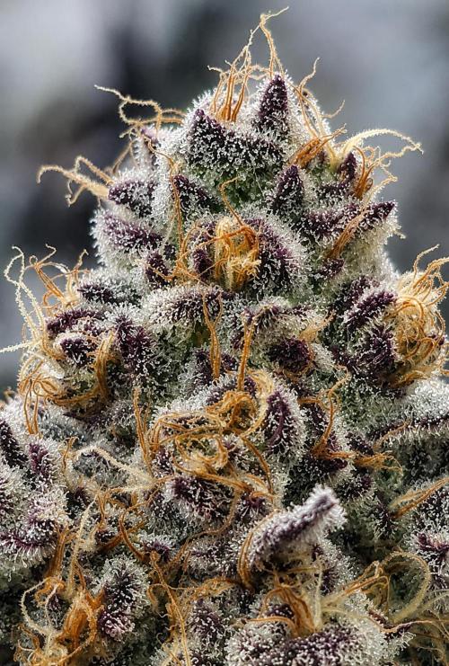 Hokuzan World Breeders X Hidden Group. Week 13