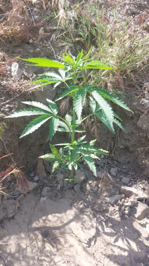 Honey Pot x Pink Honey 🇲🇦. Week 7
