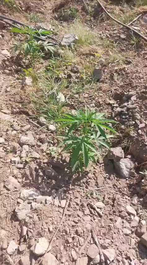 Honey Pot x Pink Honey 🇲🇦