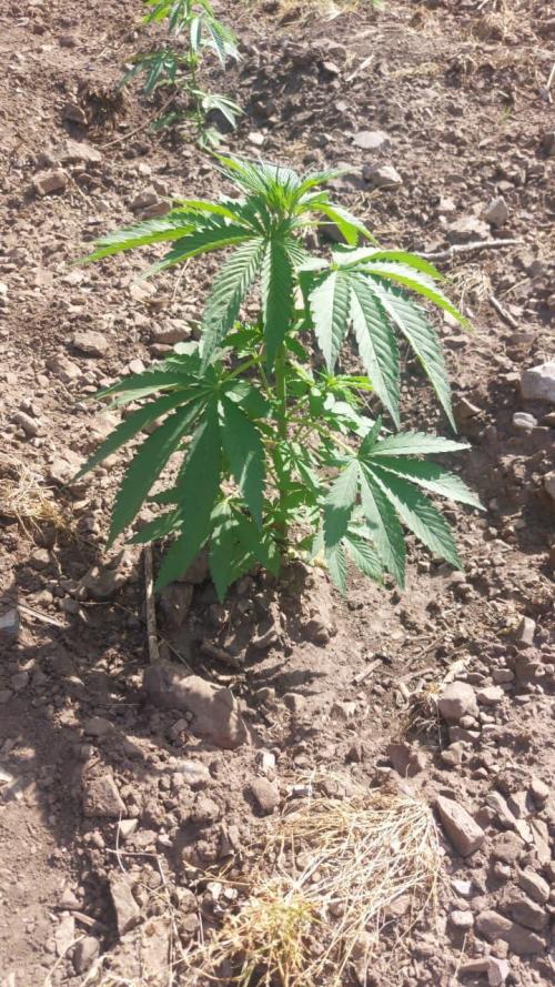 Vice city x Papaya 🇲🇦. Week 7
