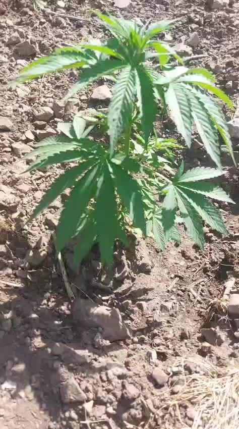 Vice city x Papaya 🇲🇦