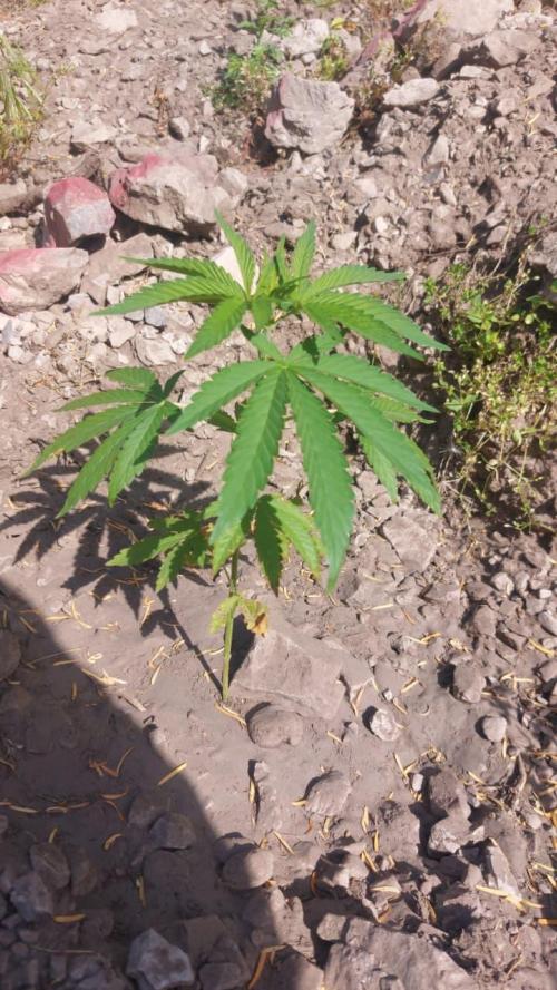 Hokuzai x Papaya 🇲🇦. Week 7