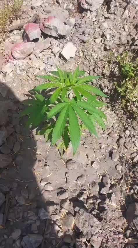 Hokuzai x Papaya 🇲🇦