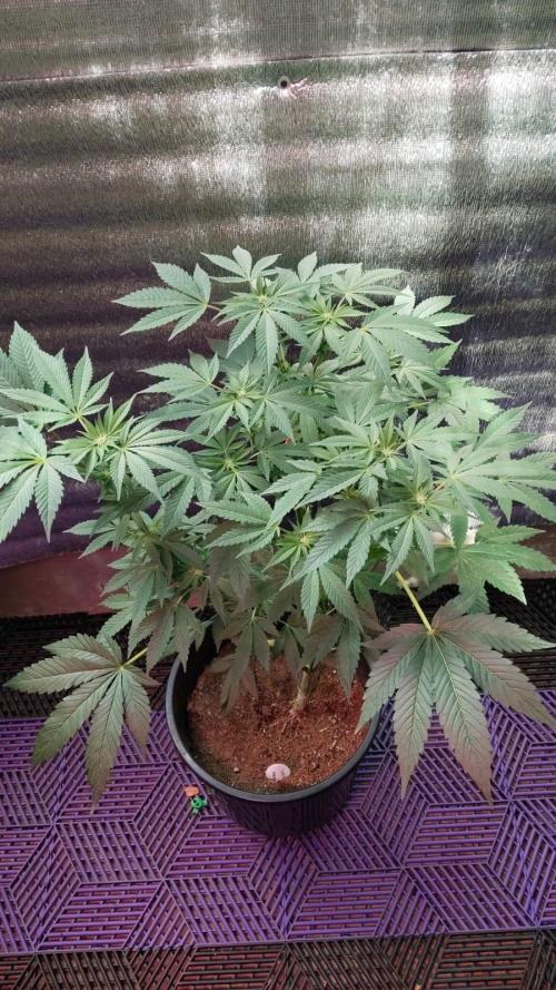 Tropicana Cookies — Colombia 🇨🇴. Week 8