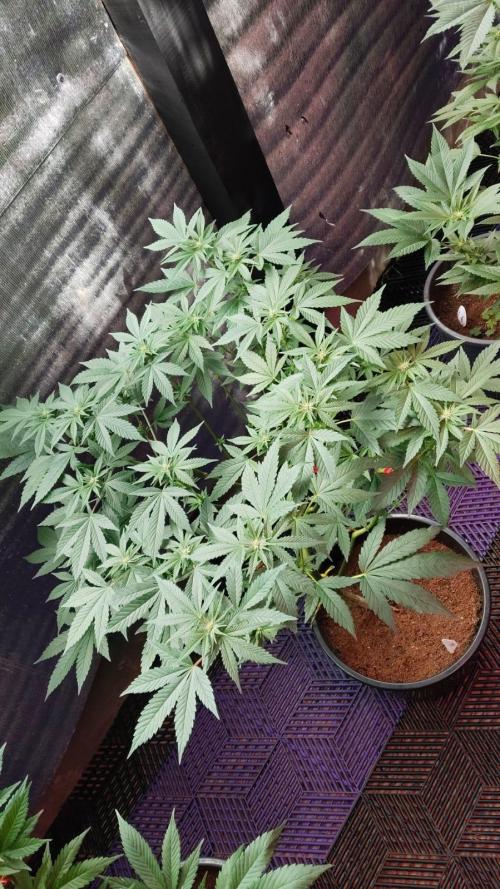 Pilot — Colombia 🇨🇴. Week 8