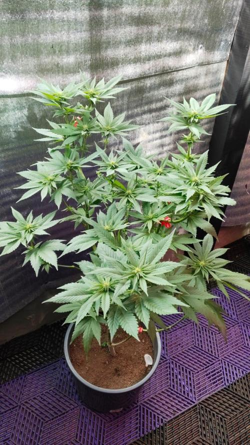 Pink Truffle — Colombia 🇨🇴. Week 8