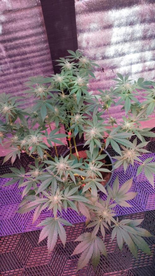 Pilot — Colombia 🇨🇴. Week 9