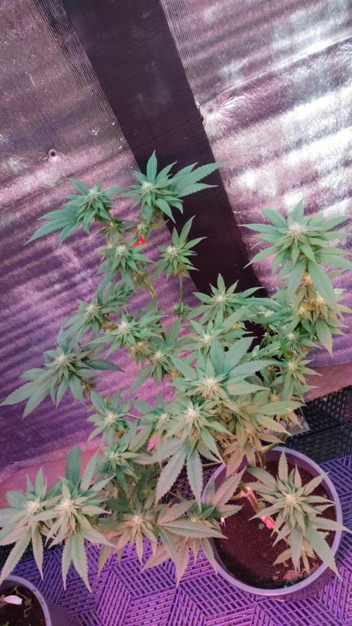 Pink Truffle — Colombia 🇨🇴. Week 9