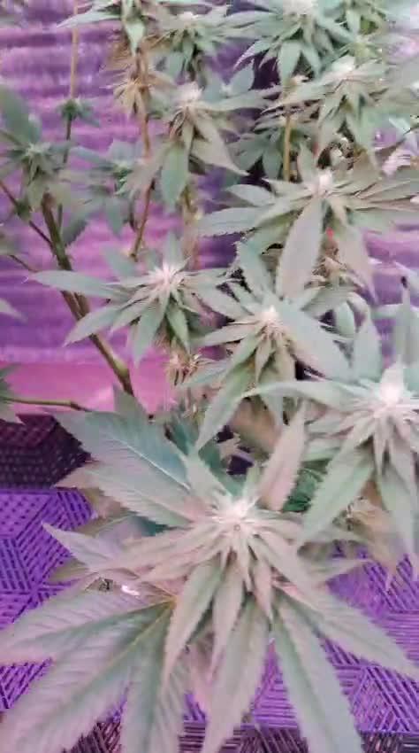 Pink Truffle — Colombia 🇨🇴