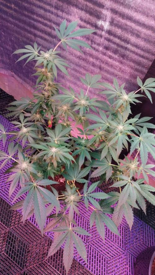 Tropicana Cookies — Colombia 🇨🇴. Week 9