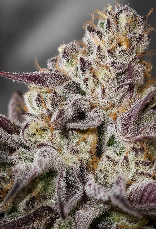 Hokuzan World Breeders X Hidden Group. Week 14