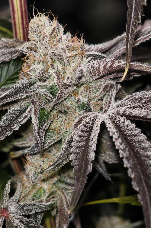 Hokuzan World Breeders X Hidden Group. Week 14