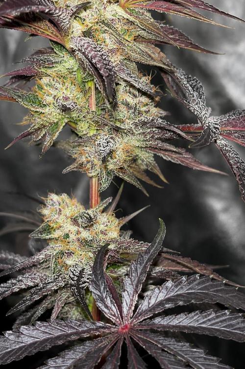 Hokuzan World Breeders X Hidden Group. Week 14