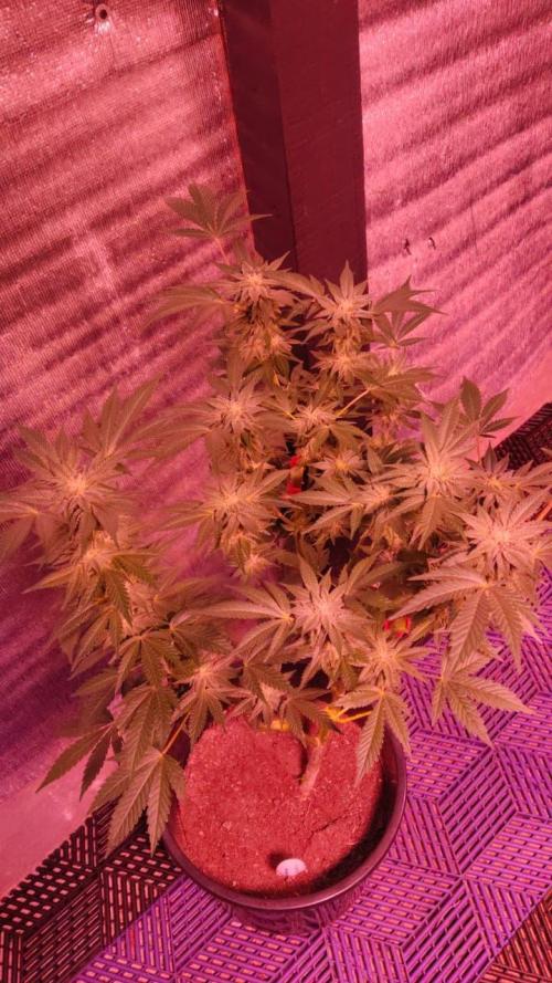 Tropicana Cookies — Colombia 🇨🇴. Week 10