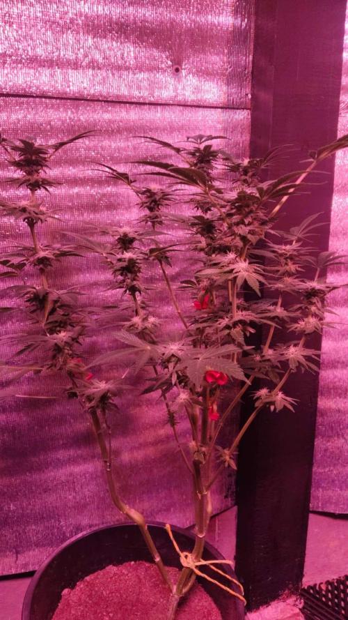Tropicana Cookies — Colombia 🇨🇴. Week 10