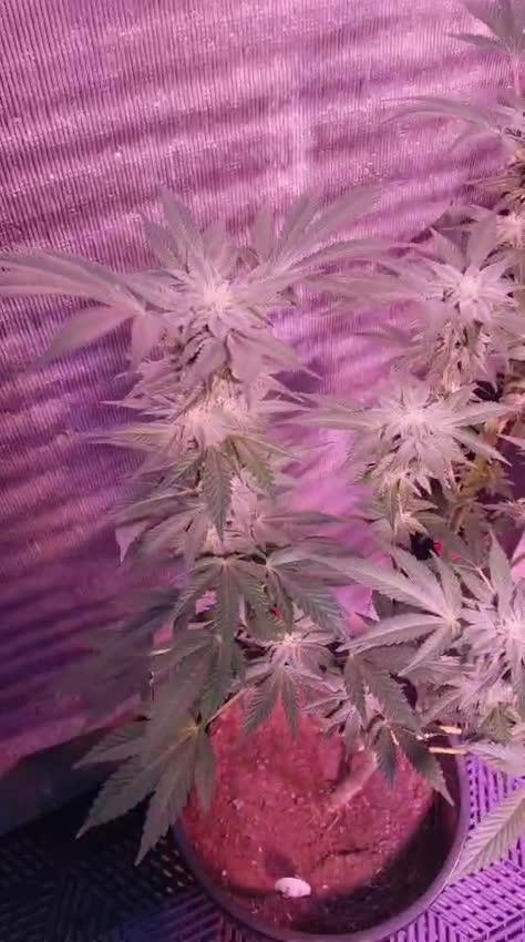 Tropicana Cookies — Colombia 🇨🇴