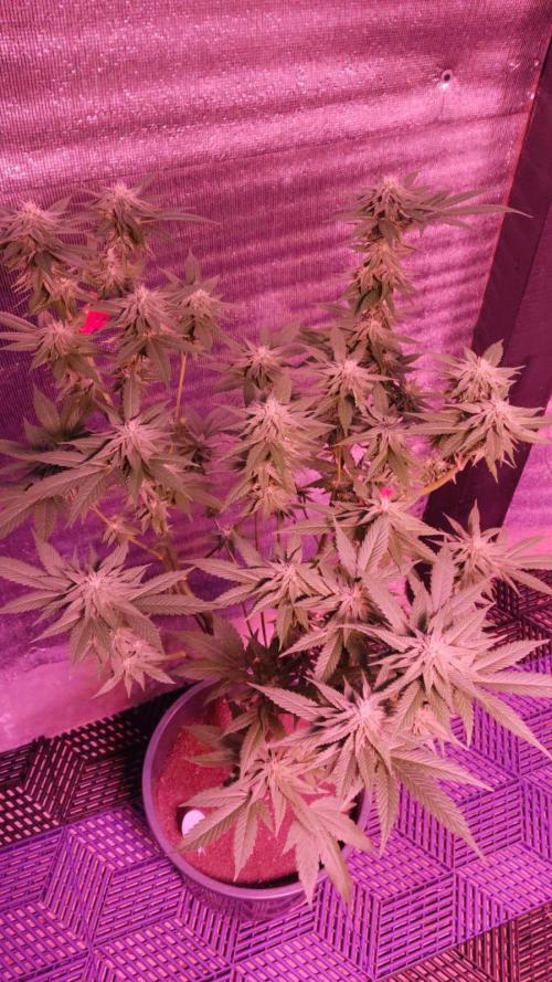 Pink Truffle — Colombia 🇨🇴. Week 10