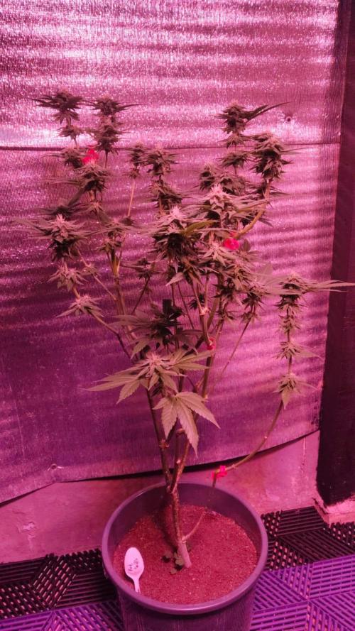 Pink Truffle — Colombia 🇨🇴. Week 10