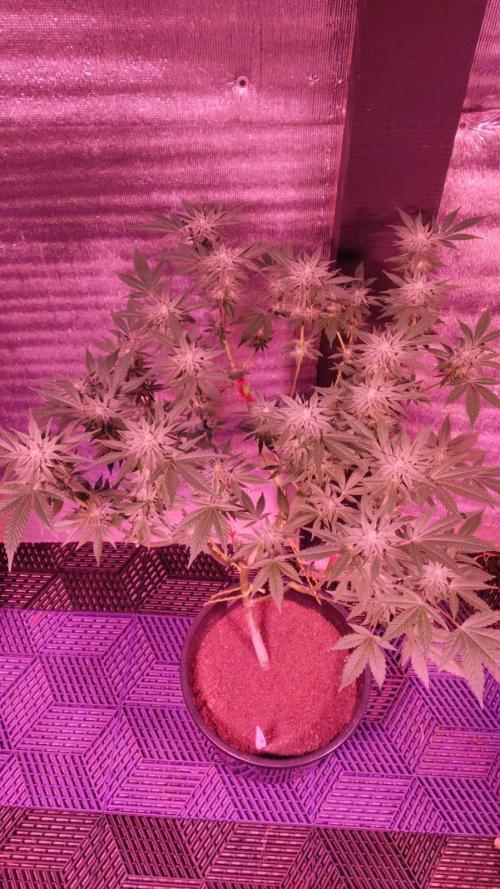 Pilot — Colombia 🇨🇴. Week 10