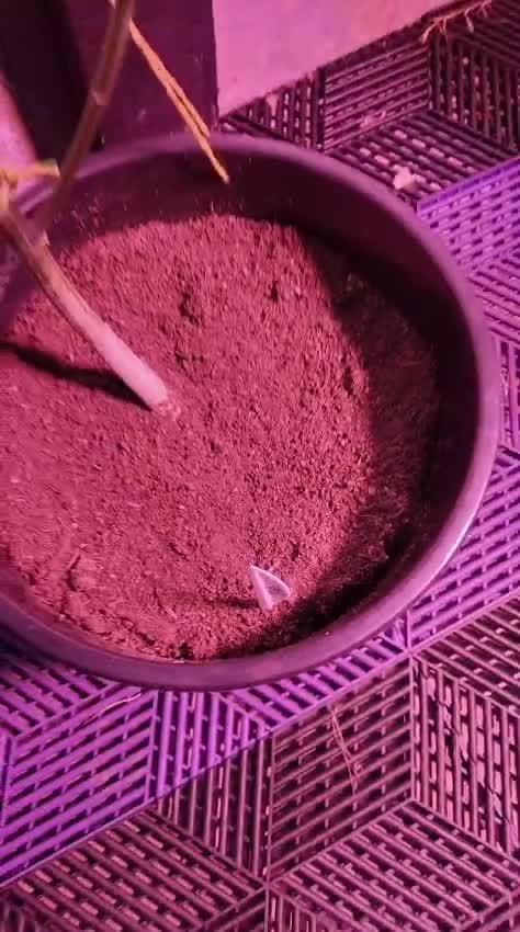 Pilot — Colombia 🇨🇴