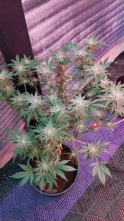 Pilot — Colombia 🇨🇴. Week 11