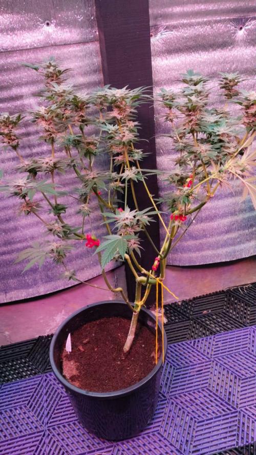 Pilot — Colombia 🇨🇴. Week 11