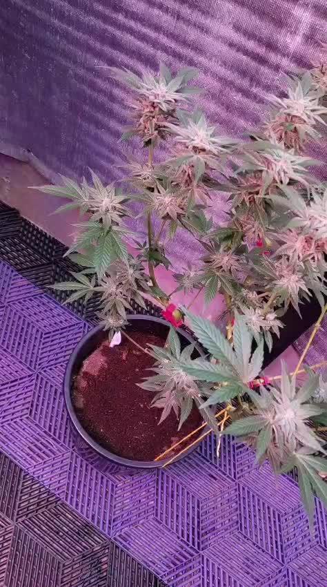 Pilot — Colombia 🇨🇴