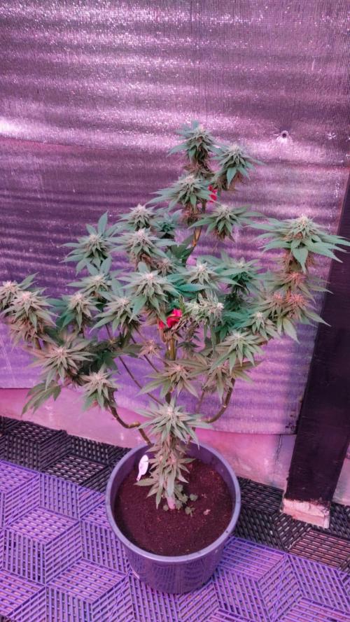 Pink Truffle — Colombia 🇨🇴. Week 11