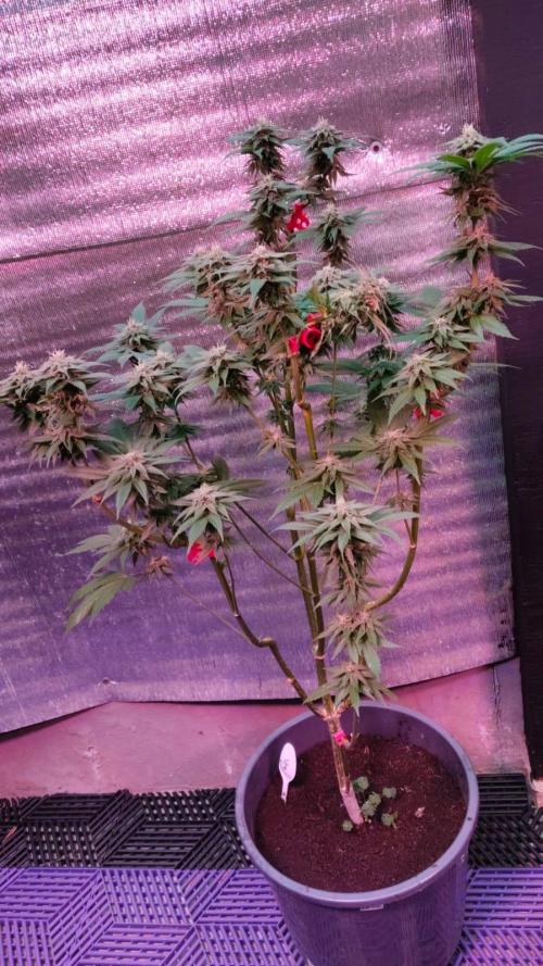 Pink Truffle — Colombia 🇨🇴. Week 11