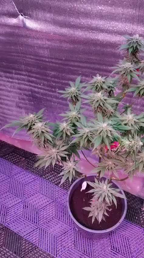 Pink Truffle — Colombia 🇨🇴