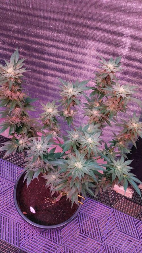 Tropicana Cookies — Colombia 🇨🇴. Week 11
