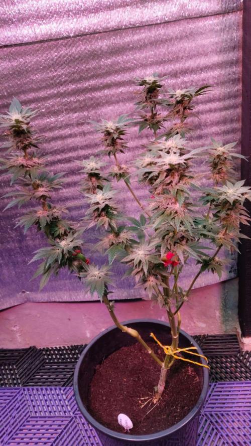 Tropicana Cookies — Colombia 🇨🇴. Week 11