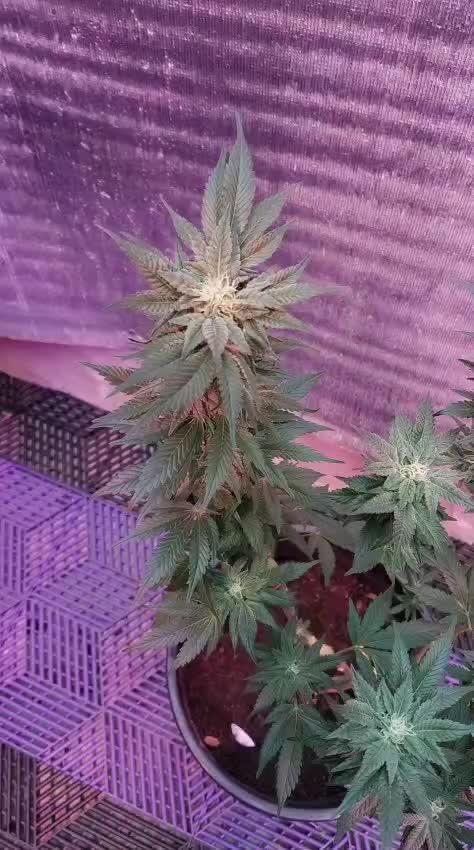 Tropicana Cookies — Colombia 🇨🇴