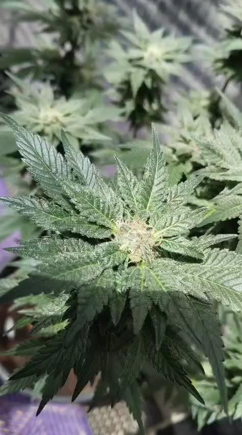 Tropicana Cookies — Colombia 🇨🇴